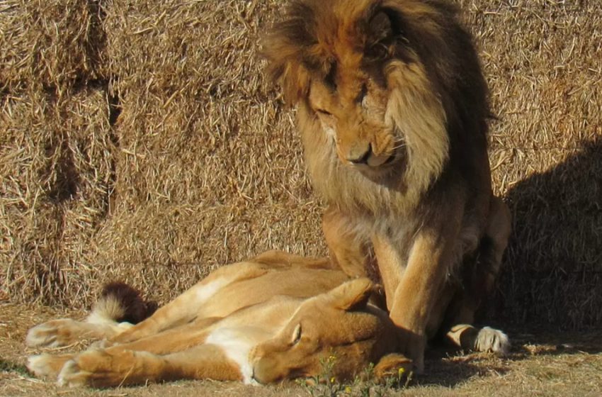  Un lion protecteur reste aux côtés de son partenaire malade jusqu’au bout