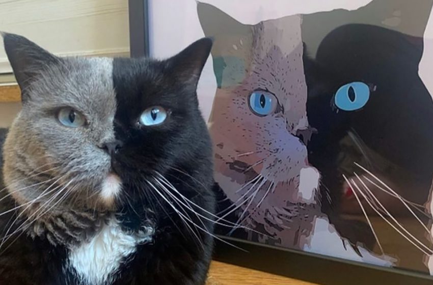  Un chat français à deux visages est devenu papa: regardez ses chatons