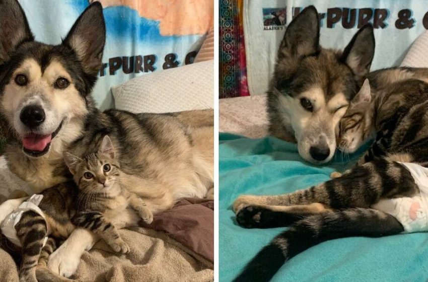  Un chat survivant rencontre sa nouvelle sœur canine et tombe instantanément amoureux