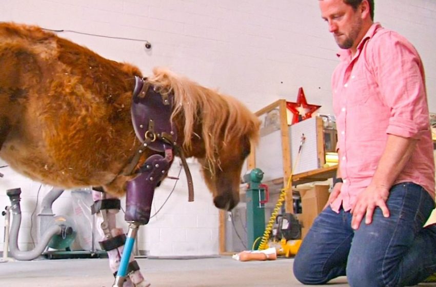  Il a sauvé environ 20 000 animaux. Un orthopédiste américain fabrique des prothèses pour les chats, les chameaux et même les éléphants