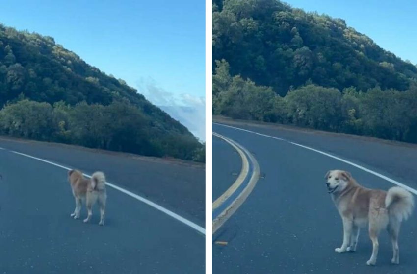  Des sauveteurs trouvent un chien amical qui attend au sommet d’une montagne