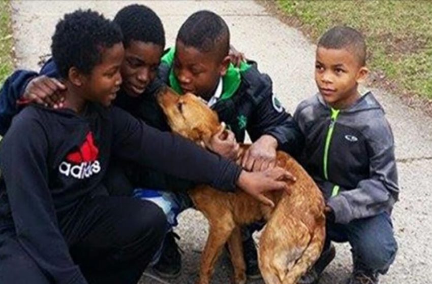 Quatre jeunes garçons sauvent un chien affamé et abandonné, attaché à la maison avec des cordes élastiques