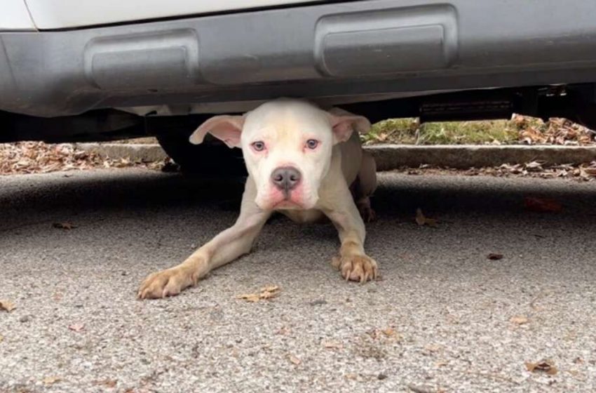  Un chien errant vivant sous une voiture a attendu des semaines pour que quelqu’un le trouve