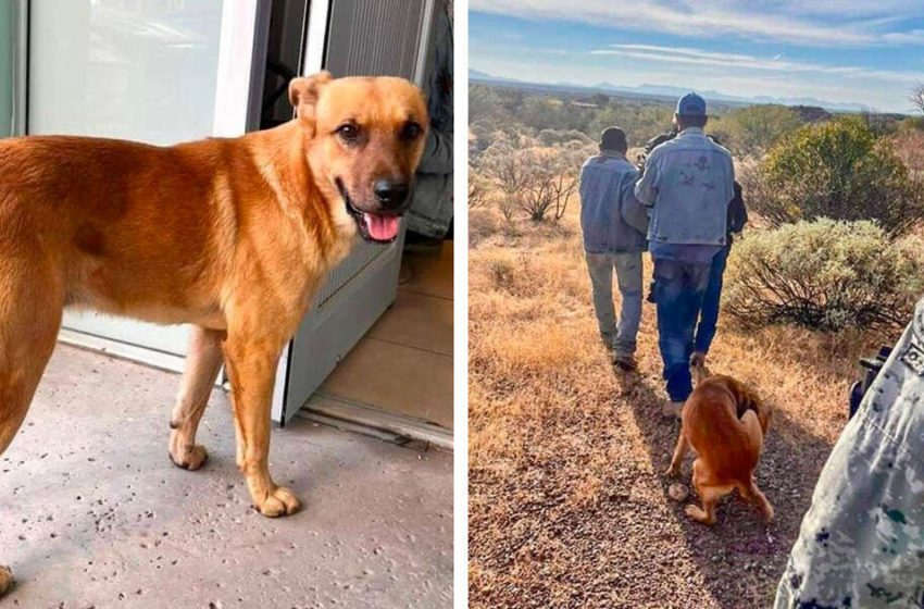  Les sauveteurs ne parviennent pas à retrouver un homme perdu dans le désert – ils demandent donc l’aide de son chien