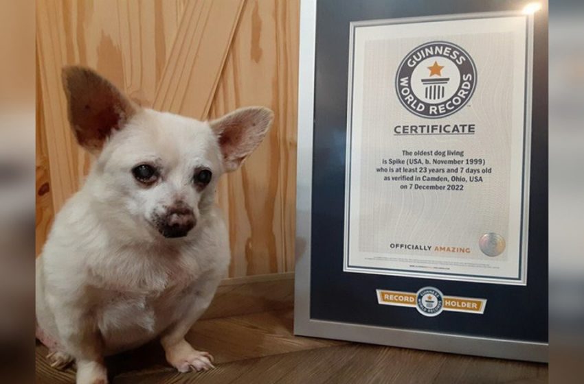  Spike, un chihuahua de 23 ans, officiellement nommé le plus vieux chien vivant du monde
