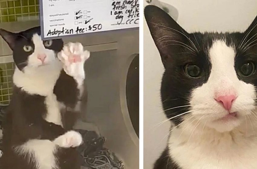  Un chat de refuge solitaire de 10 ans salue les passants depuis sa niche, puis trouve enfin un foyer