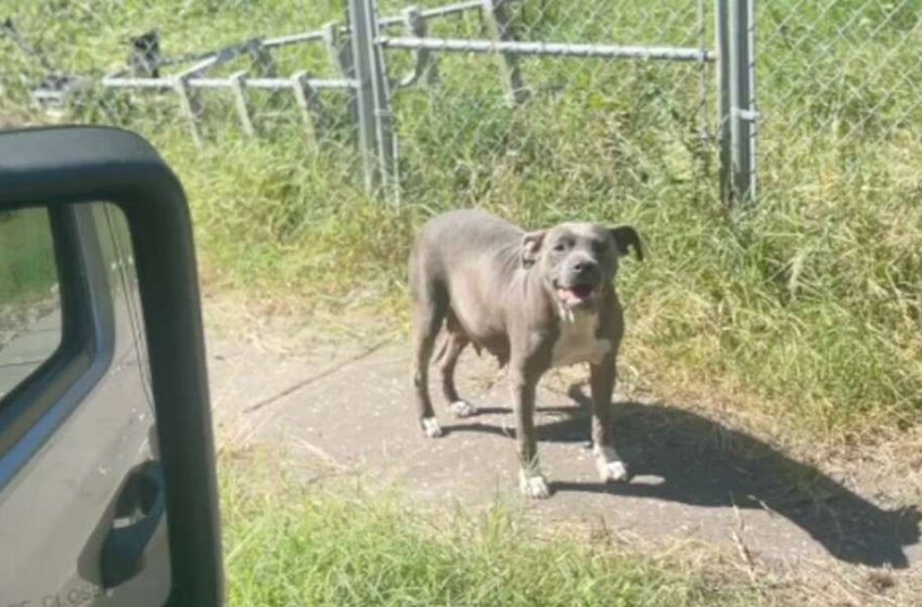  Une femme trouve un chien à l’extérieur d’une maison abandonnée et réalise qu’elle n’est pas seule